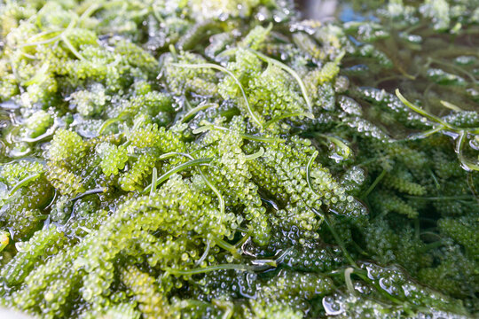 Close up of bryopsida green algae or Caulerpa lentillifera.
