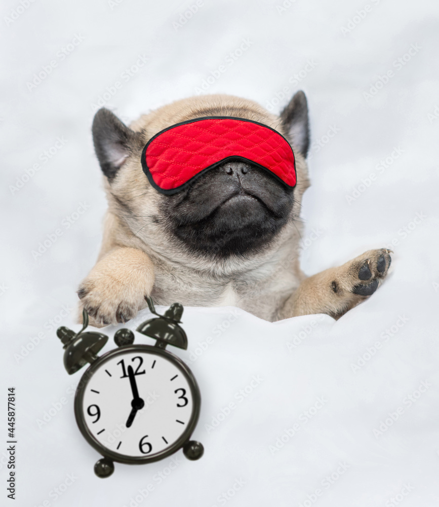 Poster Funny Pug puppy sleeps with alarm clock under white blanket at home. Top down view. Empty space for text
