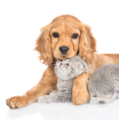 English cocker spaniel puppy dog hugs kitten. isolated on white background