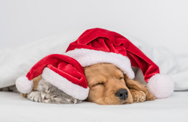 English Cocker Spaniel puppy  hugs kitten  under warm blanket on a bed at home. Pets wearing red santa hats sleep together