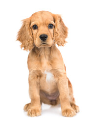 Portrait of English cocker spaniel puppy sitting in front view. isolated on white background