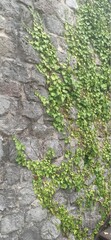 Obraz premium Castle stone wall texture, old house