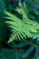 Fototapeta na wymiar Fern green leaf closeup on blurred foliage