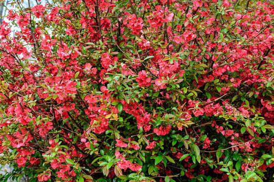 Close up delicate red flowers of Chaenomeles japonica shrub, commonly known as Japanese quince or Maule's quince in a sunny spring garden, beautiful Japanese blossoms floral background, sakura.