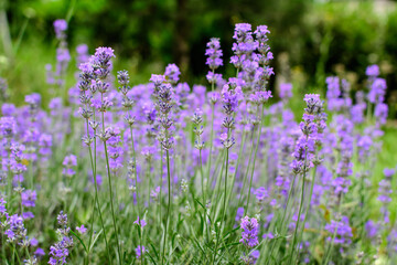 Many small blue lavender flowers in a sunny summer day in Scotland, United Kingdom, with selective focus, beautiful outdoor floral background.