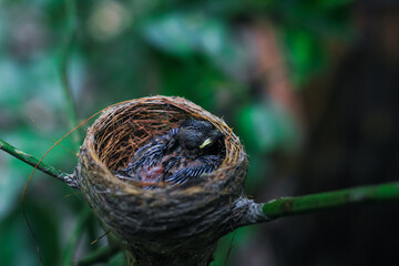 Newborn bird in the nest close up. A small little bird in the nest waits for mother. Baby bird close look. Living in a bird's nest made of grass.