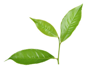 green tea leaf isolated on white