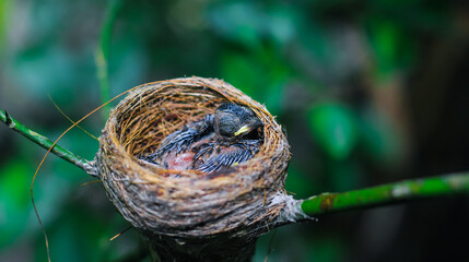 Newborn bird in the nest close up. A small little bird in the nest waits for mother. Baby bird close look. Living in a bird's nest made of grass.