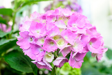 Magenta pink hydrangea macrophylla or hortensia shrub in full bloom in a flower pot, with fresh...