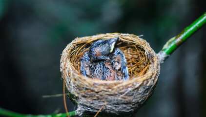 Newborn bird in the nest close up. A small little bird in the nest waits for mother. Baby bird close look. Living in a bird's nest made of grass.