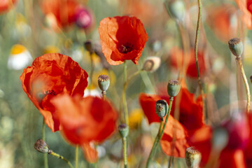 red poppies in a blooming field, close-up.