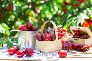 harvest of juicy cherry berries on table against background of cherry trees with cherry berries