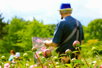 The artist on plein air draws pink peonies in a summer garden. An elderly gray-haired retiree man...