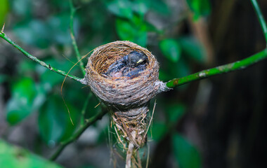 Newborn bird in the nest close up. A small little bird in the nest waits for mother. Baby bird close look. Living in a bird's nest made of grass.