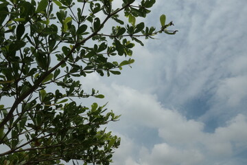 leaves against blue sky