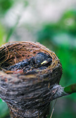 Newborn bird in the nest close up. A small little bird in the nest waits for mother. Baby bird close look. Living in a bird's nest made of grass.