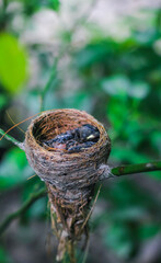 Newborn bird in the nest close up. A small little bird in the nest waits for mother. Baby bird close look. Living in a bird's nest made of grass.