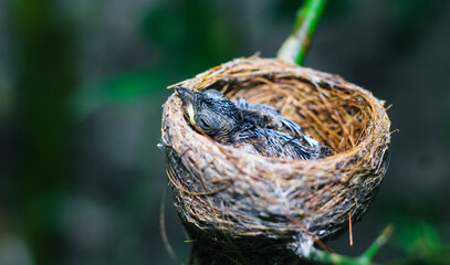 Newborn bird in the nest close up. A small little bird in the nest waits for mother. Baby bird close look. Living in a bird's nest made of grass.
