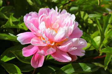 Fototapeta premium Large pink peony flower, lat. Paeonia, close-up on green bush. Floral background
