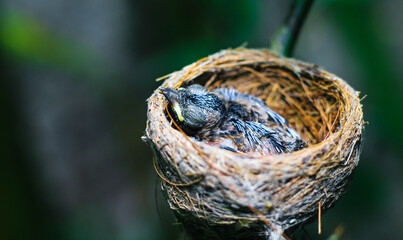 The newborn bird in the nest closes up. A small little bird in the nest waits for mother. Baby bird close look. Living in a bird's nest made of grass.