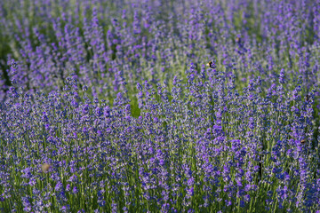 Obraz premium Lavender field in the summer. Flowers in the lavender fields