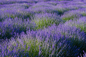 Naklejka na ściany i meble Lavender field in the summer. Flowers in the lavender fields