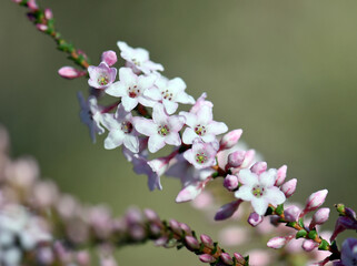 Pink and white flowers and buds of the Australian native Coast Coral Heath, Epacris microphylla,...
