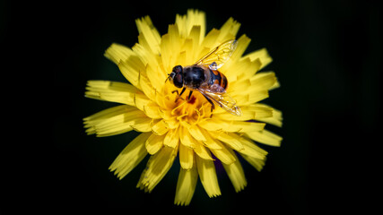 syrphidae, Mosca grande