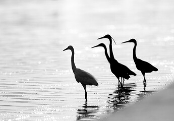 A highkey image of Western reef herons fishing at Tubli bay, Bahrain