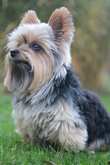 Dog