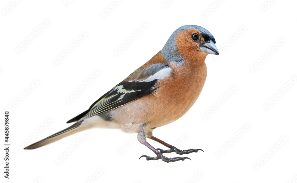 Wall mural Chaffinch (Fringilla coelebs) male on springtime, isolated on White background