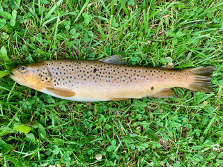 Freshly caught Brown Trout laying on a clover grass background