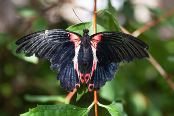 Beautiful black-red butterfly sitting on a green leaf.