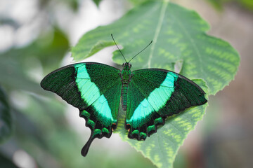 Beautiful green butterfly sitting on a green leaf.