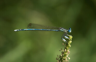 dragonfly close up