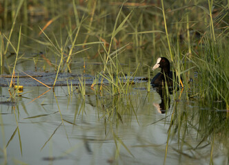 Eurasian coot in the mid of grasses at Adhari canal, Bahrain