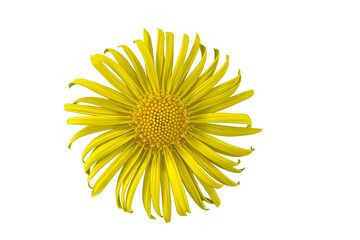 Kaukasus-G&auml;mswurz (Doronicum orientale),  Bl&uuml;te, freigestellt, Deutschland