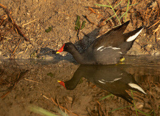 Common Moorhen swimming in the Adhari canal, Bahrain