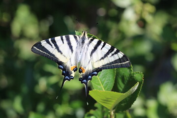 The scarce swallowtail or sail- or pear-tree swallowtail Iphiclides podalirius . Beautiful swallowtail butterfly on ground, natural wallpaper