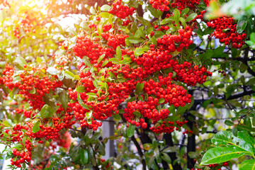 Mountain ash or rowans are  ornamental trees,red fruit is a thorny shrub that suckers freely to form a dense, plant it as the outside on row of fence with sunlight at the park.