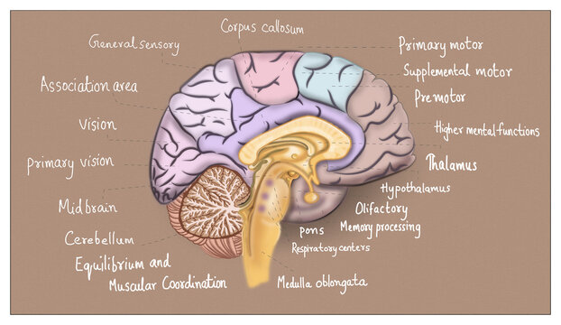 human brain anatomy illustration