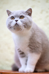 Naklejka na ściany i meble Britisch Kurzhaar Katzen Kitten Katzenbaby
