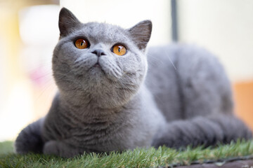 Britisch Kurzhaar Katzen Kitten Katzenbaby