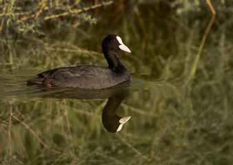 Eurasian coot swimming at Adhari canal, Bahrain