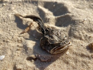 crab on the sand