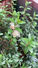 flower in the garden