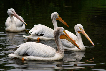 Pelikane