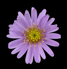 Neubelgische Aster (Symphyotrichum novi-belgii), Blüte, freigestellt, Deutschland