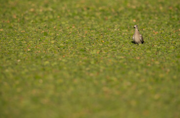 Eurasian Collard Dove on green at Adhari, Bahrain