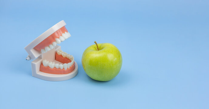 plastic model of a human jaw and an apple on a blue background. Food that is useful for dental health